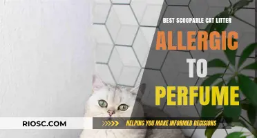 Hypoallergenic Scoopable Cat Litter: Top Picks for Cats Sensitive to Perfumed Options
