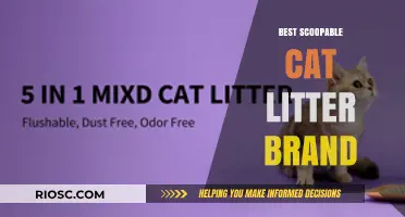 Top Scoopable Cat Litter Brands for a Clean and Odor-Free Home