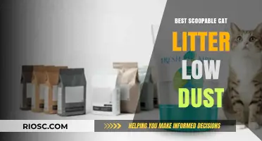 Top Low-Dust Scoopable Cat Litter Options for a Cleaner, Healthier Home