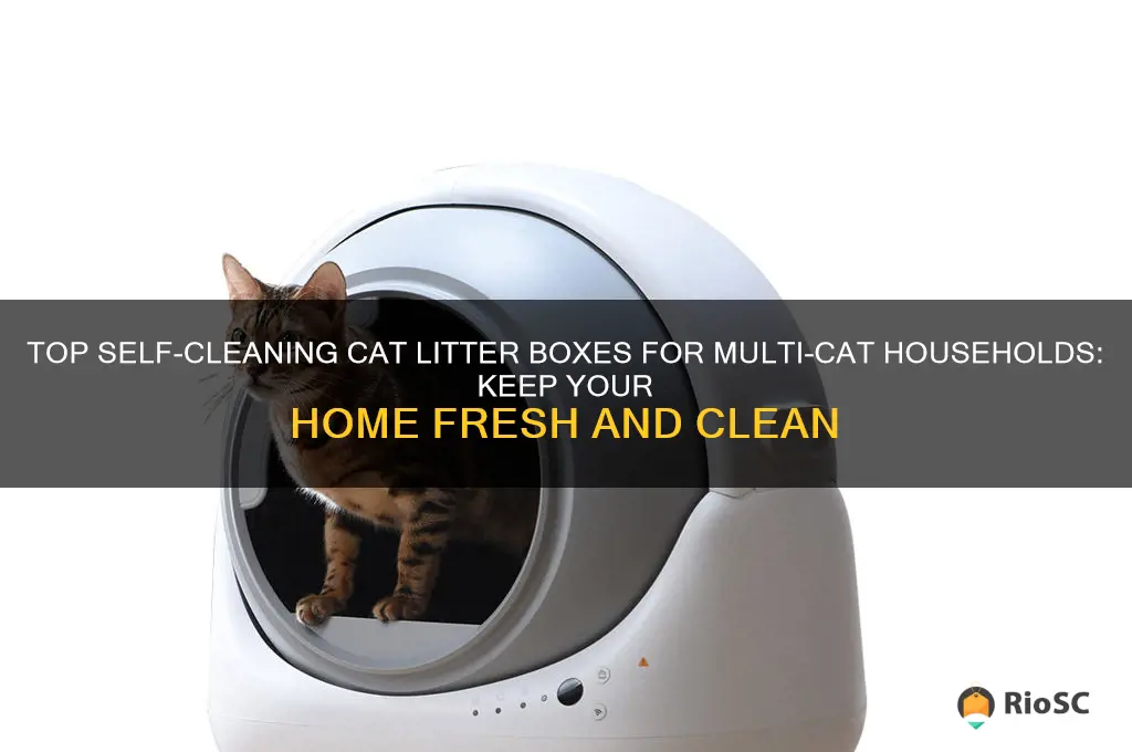 best self cleaning cat litter box for multiple cats