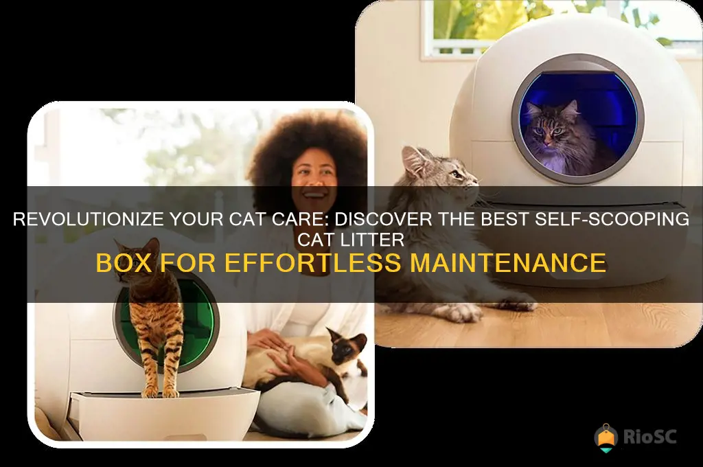 best self scooping cat litter box
