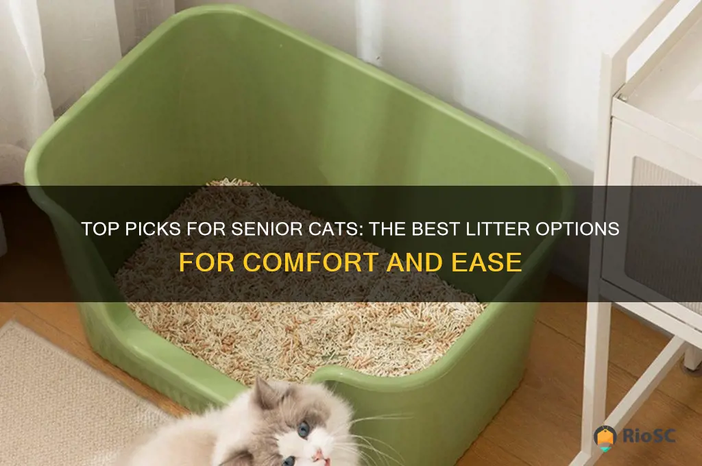Curated visual reference: Top Picks For Senior Cats The Best Litter Options For Photo Inspiration