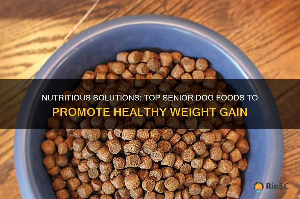 best senior dog food for weight gain