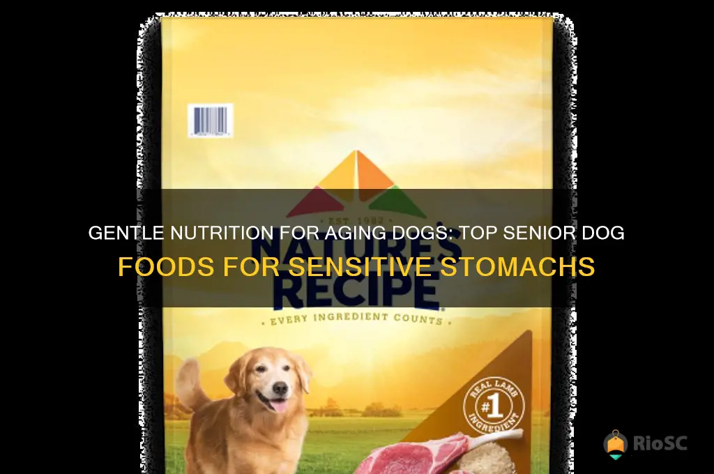 best senior dog food sensitive stomach