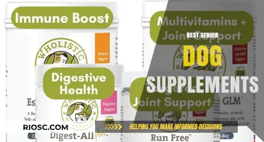 Top Senior Dog Supplements to Support Joint Health, Mobility, and Overall Well-being