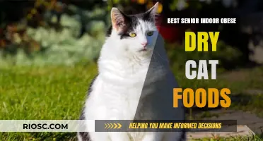 Top Picks for Senior Indoor Obese Dry Cat Foods: A Comprehensive Guide