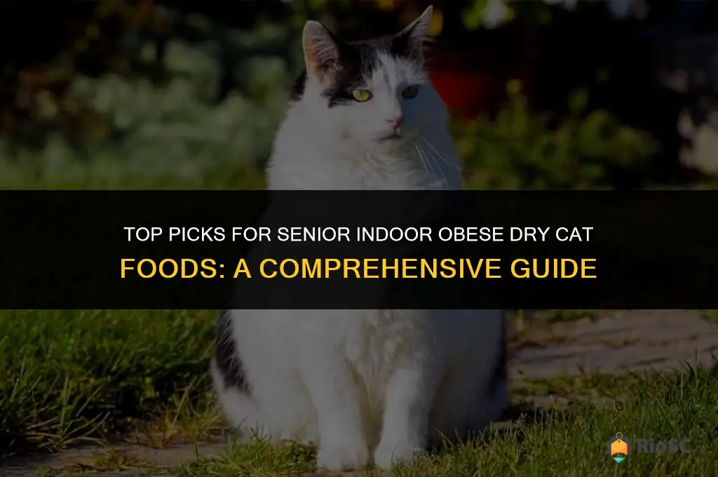 best senior indoor obese dry cat foods