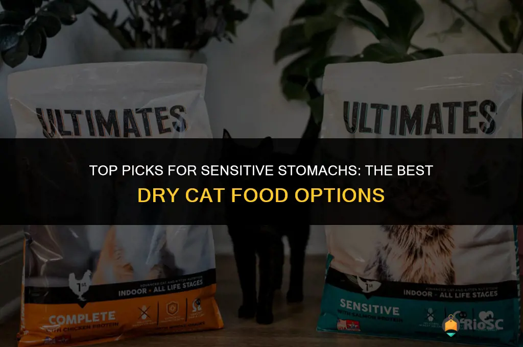 best sensitive dry cat food