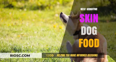 Gentle Nutrition: Top Dog Food Picks for Sensitive Skin Relief
