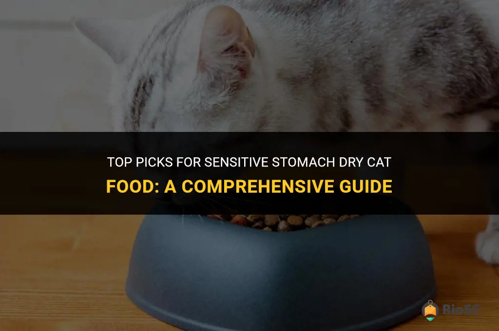 best sensitive stomach dry cat food