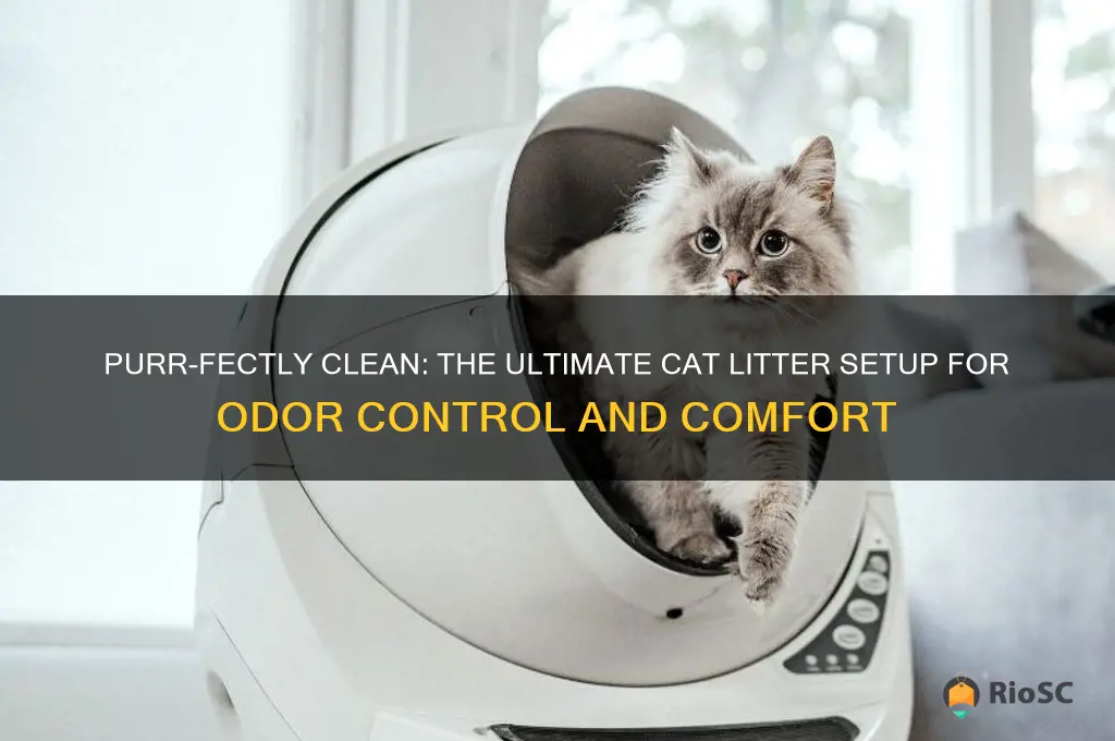 best setup for cat litter