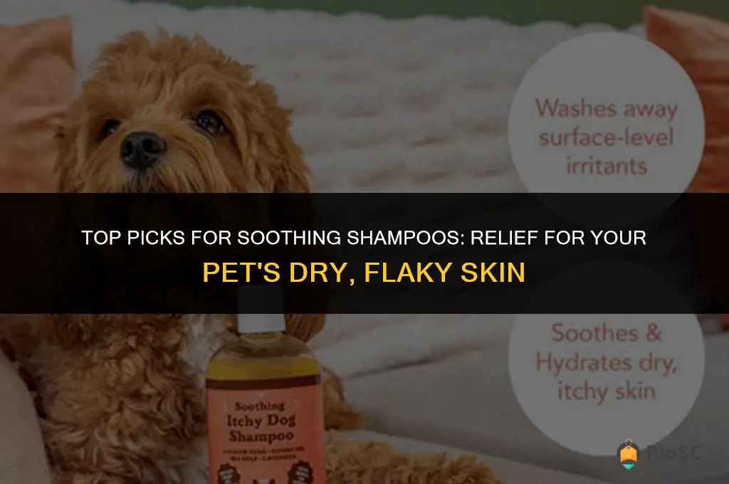 best shampoo for cat and dog have dry flaky skin