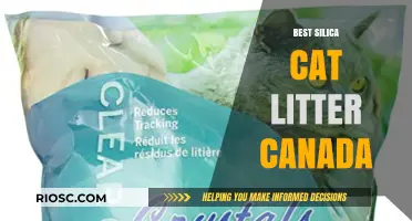 Top Silica Cat Litter Options in Canada: A Comprehensive Guide for Pet Owners
