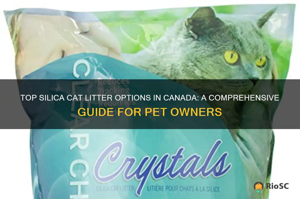 best silica cat litter canada