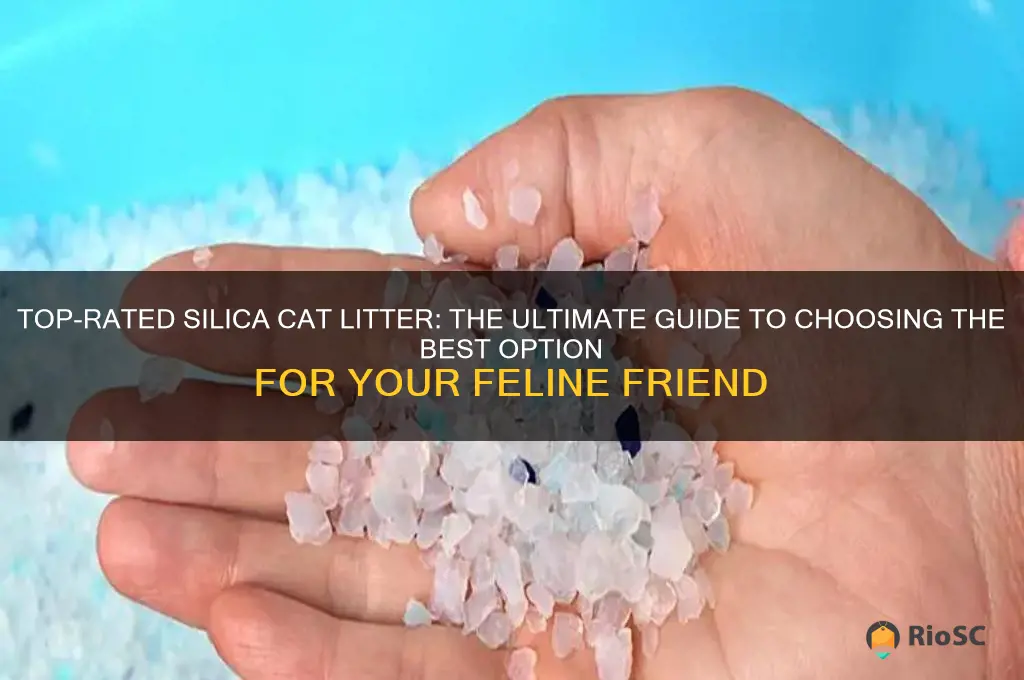 best silica cat litter