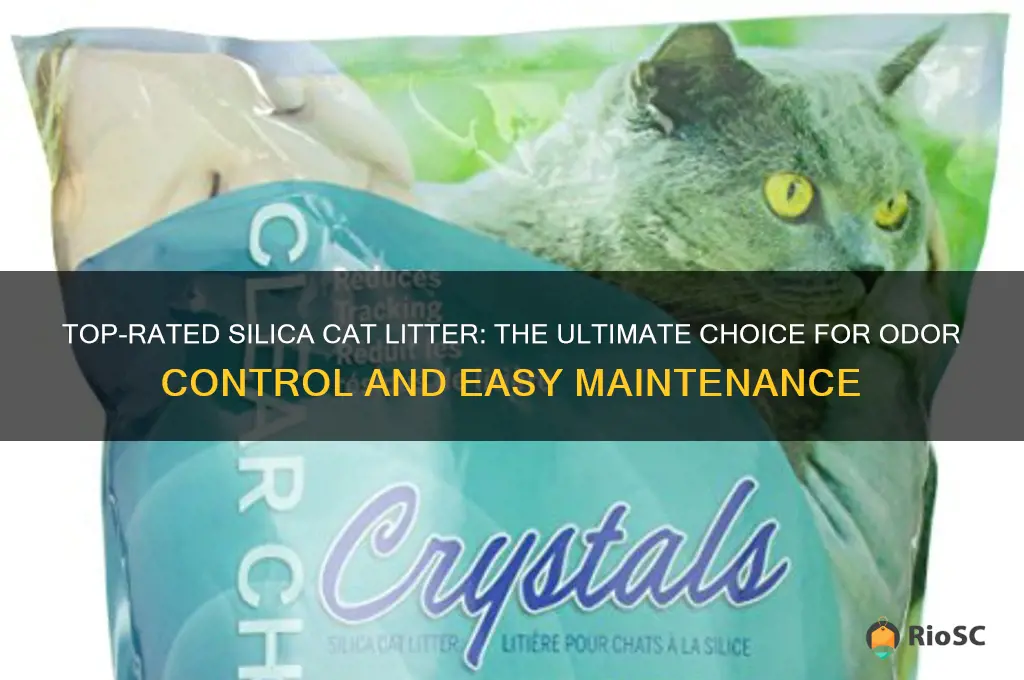 best siluca cat litter