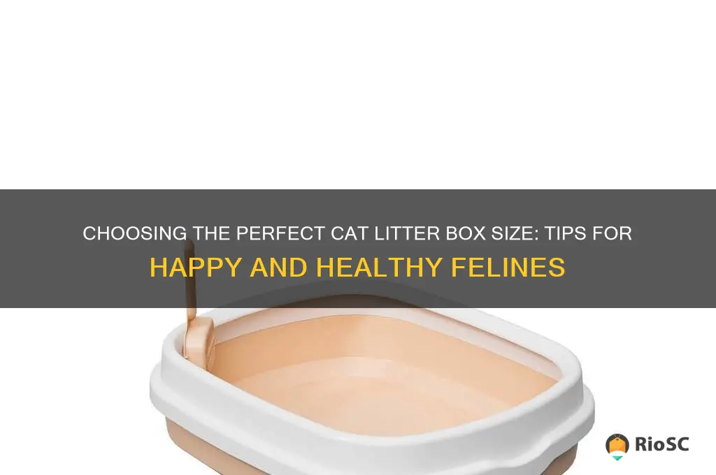 best size for cat litter box