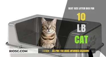 Choosing the Perfect Litter Box Size for Your 10-Pound Feline: Tips and Recommendations