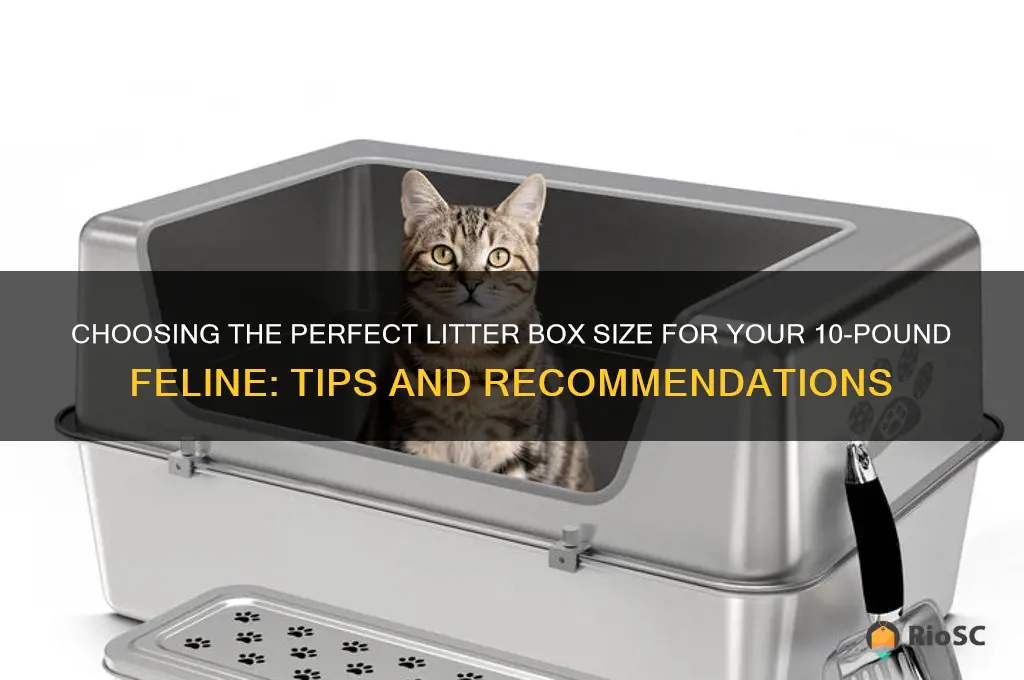 best size litter box for 10 lb cat