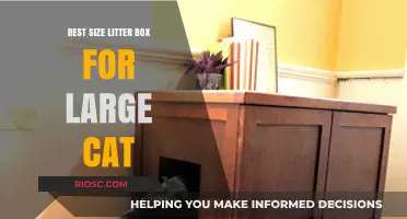 Choosing the Perfect Litter Box Size for Your Large Cat: Comfort and Practicality Tips