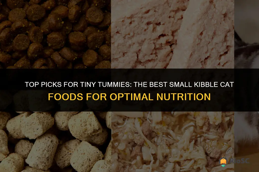 best small kibble cat food
