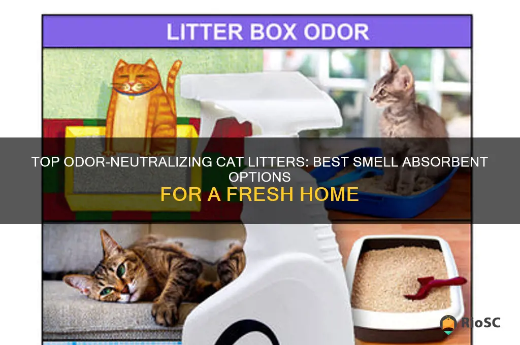 best smell absorbent cat litter