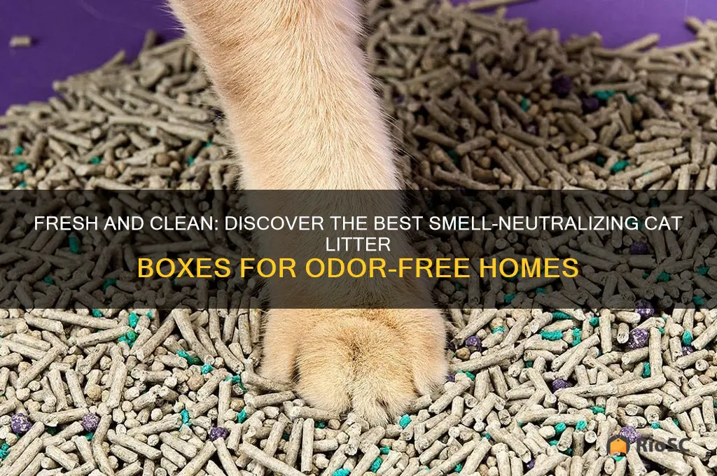 best smell cat litter box