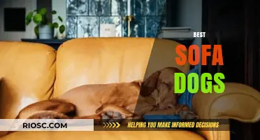 Cozy Companions: Top Sofa-Friendly Dog Breeds for Relaxing Evenings