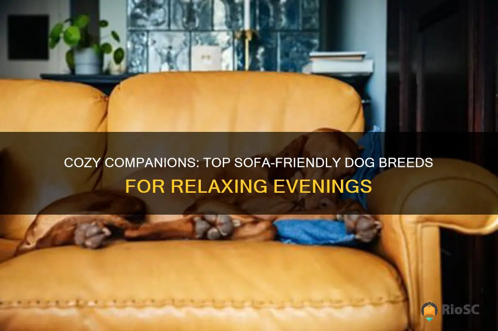 best sofa dogs