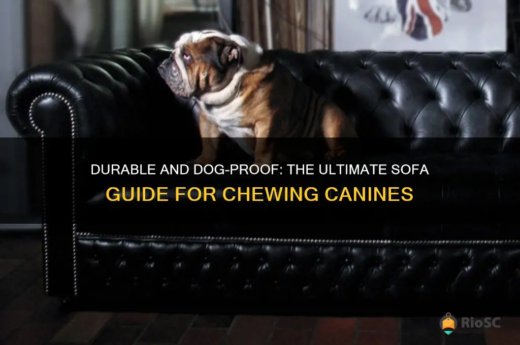 best sofa for a chewing dog