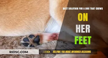 Effective Remedies to Stop Your Dog from Chewing on Her Feet: A Comprehensive Guide