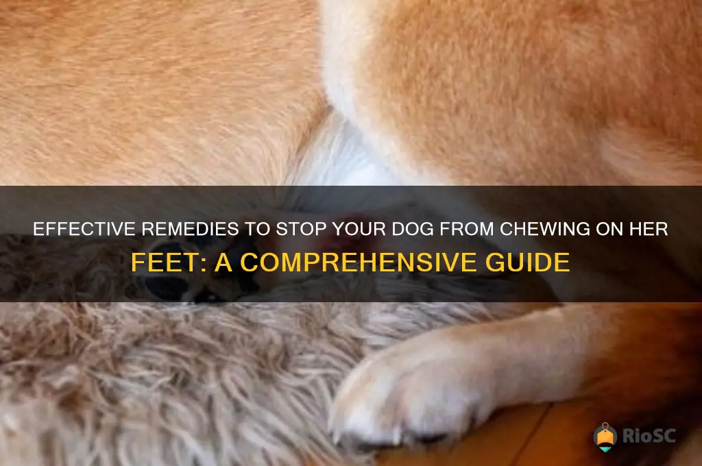 best solution for a dog that chews on her feet