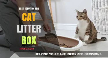 Eco-Friendly and Odor-Free: The Ultimate Solution for Your Cat's Litter Box