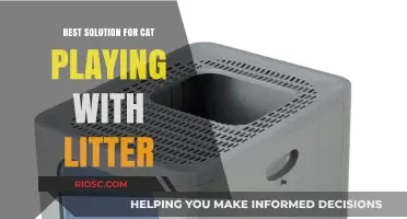 Effective Strategies to Keep Your Cat Entertained Without Playing in the Litter Box