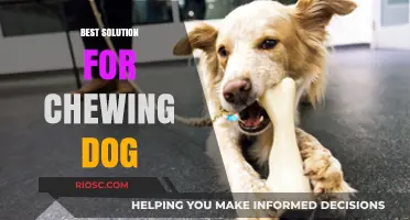 Effective and Safe Solutions to Stop Your Dog from Chewing Everything in Sight
