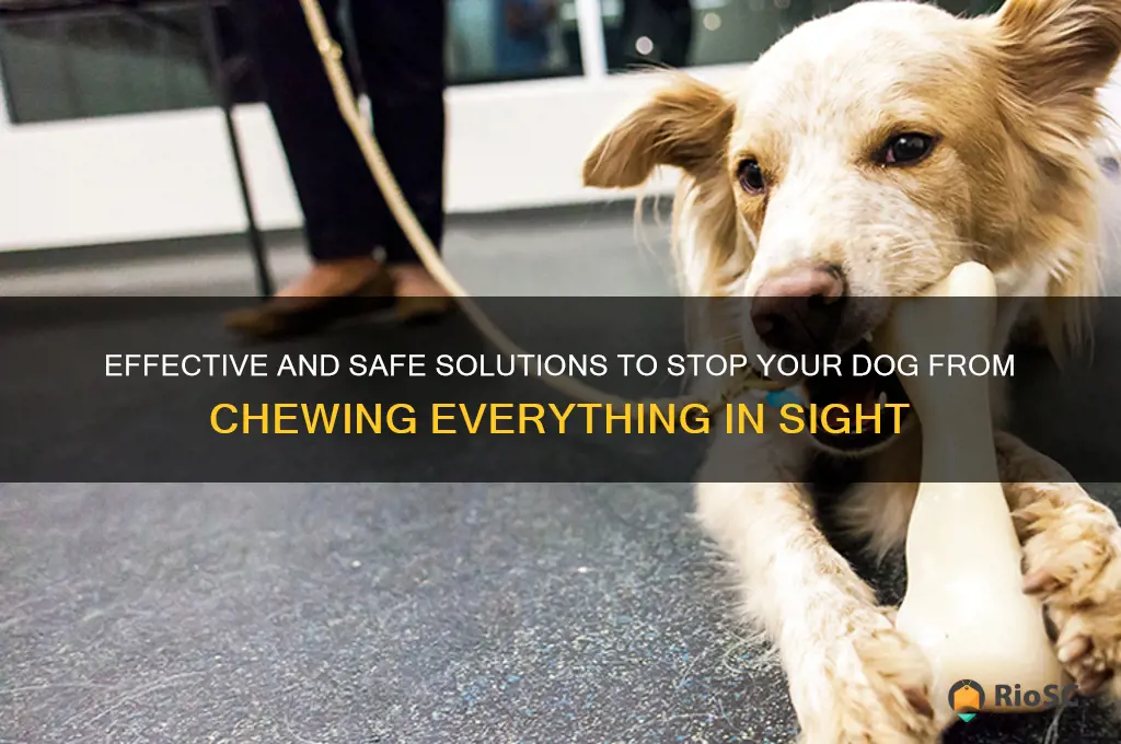 best solution for chewing dog