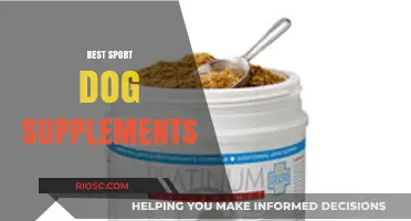 Top Sport Dog Supplements to Boost Performance and Recovery