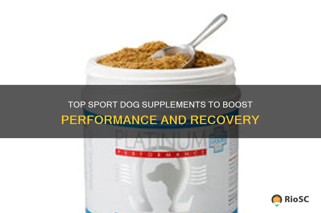 best sport dog supplements
