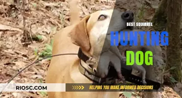 Top Breeds for Squirrel Hunting: Finding the Perfect Canine Companion for the Chase