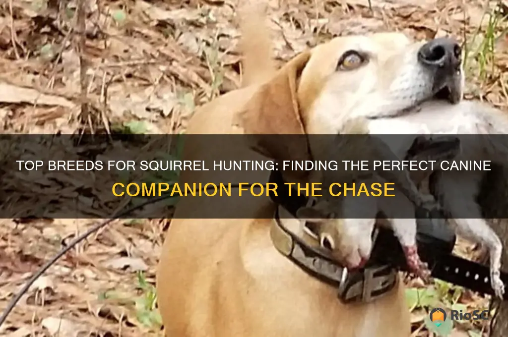 best squirrel hunting dog