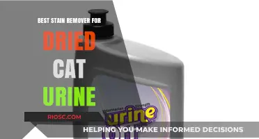 Effective Solutions for Removing Dried Cat Urine Stains