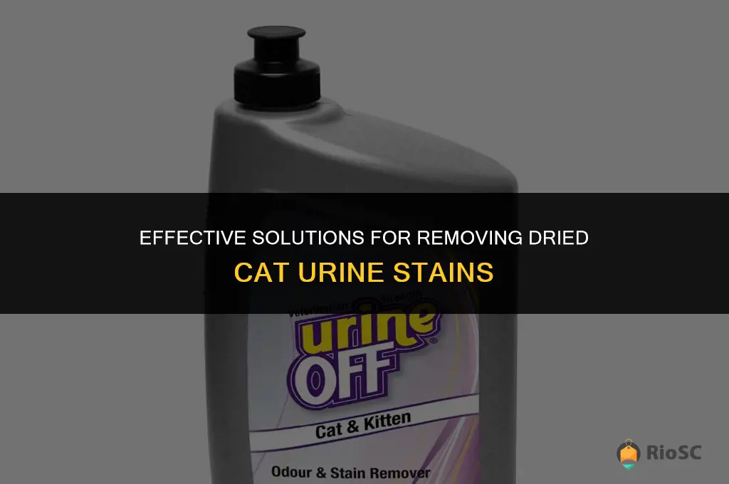 best stain remover for dried cat urine
