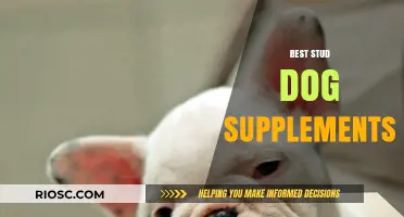 Top Stud Dog Supplements to Boost Fertility, Stamina, and Overall Health