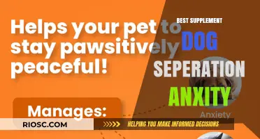 Top Supplements to Ease Your Dog's Separation Anxiety: A Comprehensive Guide