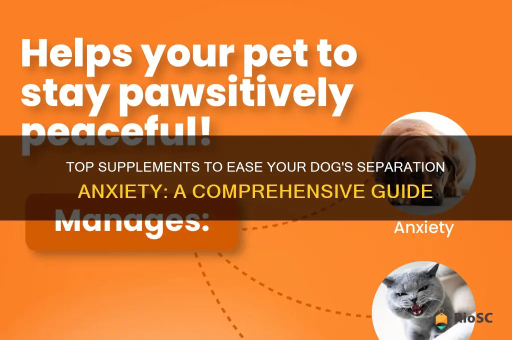 best supplement dog seperation anxity