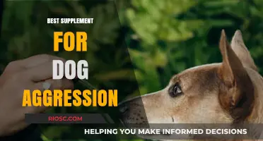 Natural Remedies vs. Behavioral Training: Finding the Best Supplement for Dog Aggression