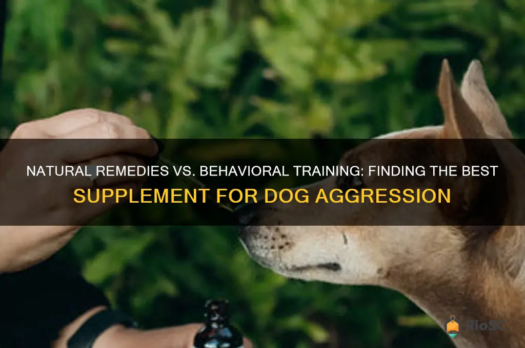 best supplement for dog aggression
