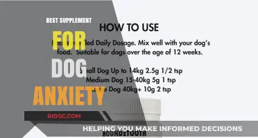 Calm Canine Companions: Discover the Top Supplement to Ease Dog Anxiety