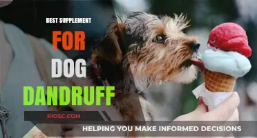 Effective Supplements to Combat Dog Dandruff: A Guide to Healthy Skin and Coat