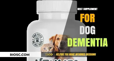 Natural Remedies and Supplements to Support Dogs with Cognitive Dysfunction Syndrome (Dementia)
